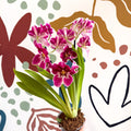 Miltonia - Pink Pansy Orchid - Sprouts of Bristol