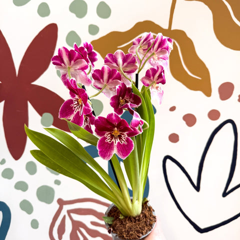 Miltonia - Pink Pansy Orchid - Sprouts of Bristol