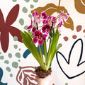 Miltonia - Pink Pansy Orchid - Sprouts of Bristol