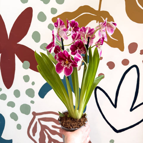 Miltonia - Pink Pansy Orchid - Sprouts of Bristol