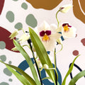 Miltonia - White Pansy Orchid - Sprouts of Bristol