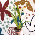 Miltonia - White Pansy Orchid - Sprouts of Bristol