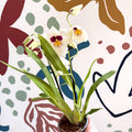 Miltonia - White Pansy Orchid - Sprouts of Bristol
