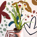Miltonia - White Pansy Orchid - Sprouts of Bristol