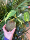 Mixed Hanging Kokodama - Sprouts of Bristol