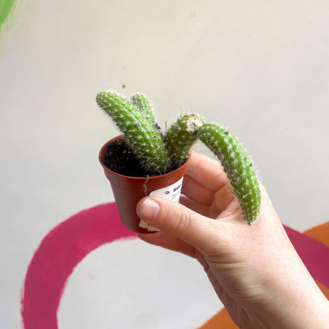 Monkey Tail Cactus - Cleistocactus colademononis - Sprouts of Bristol