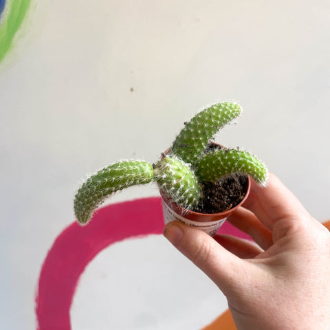 Monkey Tail Cactus - Cleistocactus colademononis - Sprouts of Bristol