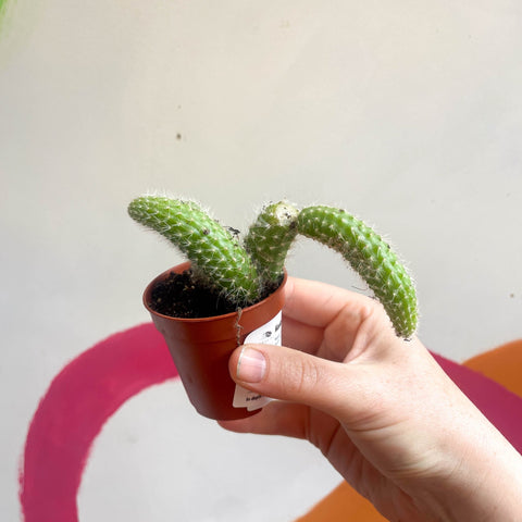 Monkey Tail Cactus - Cleistocactus colademononis - Sprouts of Bristol