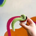 Monkey Tail Cactus - Cleistocactus colademononis - Sprouts of Bristol