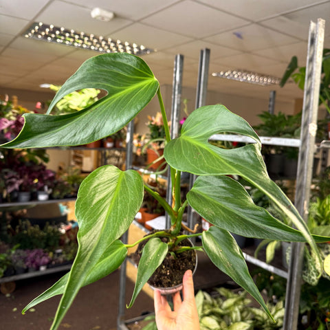 Monstera 'Burle Marx Flame' - Sprouts of Bristol