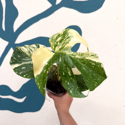 Monstera deliciosa 'Thai Constellation' - Sprouts of Bristol