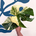 Monstera deliciosa 'Thai Constellation' - Sprouts of Bristol
