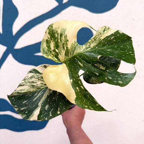 Monstera deliciosa 'Thai Constellation' - Sprouts of Bristol
