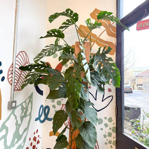 Monstera dubia – Shingle Plant - Sprouts of Bristol