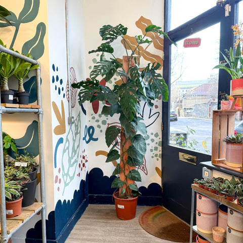 Monstera dubia – Shingle Plant - Sprouts of Bristol