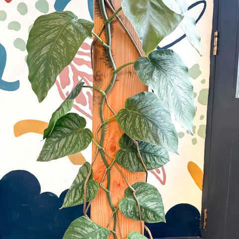 Monstera dubia – Shingle Plant - Sprouts of Bristol