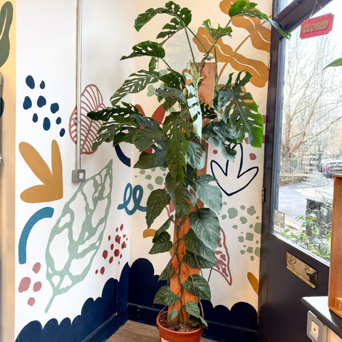 Monstera dubia – Shingle Plant - Sprouts of Bristol