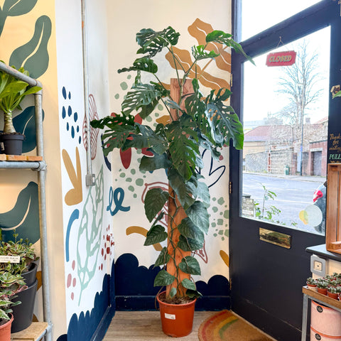 Monstera dubia – Shingle Plant - Sprouts of Bristol