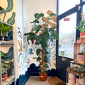 Monstera dubia – Shingle Plant - Sprouts of Bristol