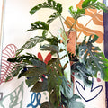 Monstera dubia – Shingle Plant - Sprouts of Bristol