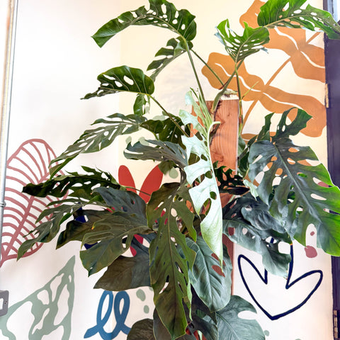 Monstera dubia – Shingle Plant - Sprouts of Bristol