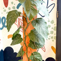 Monstera dubia – Shingle Plant - Sprouts of Bristol