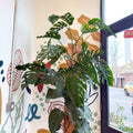 Monstera dubia – Shingle Plant - Sprouts of Bristol