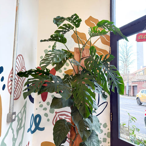 Monstera dubia – Shingle Plant - Sprouts of Bristol