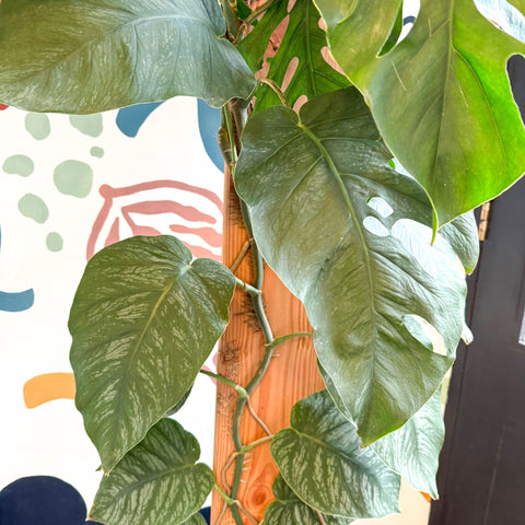 Monstera dubia – Shingle Plant - Sprouts of Bristol
