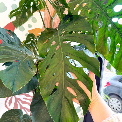 Monstera dubia – Shingle Plant - Sprouts of Bristol