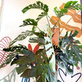 Monstera dubia – Shingle Plant - Sprouts of Bristol