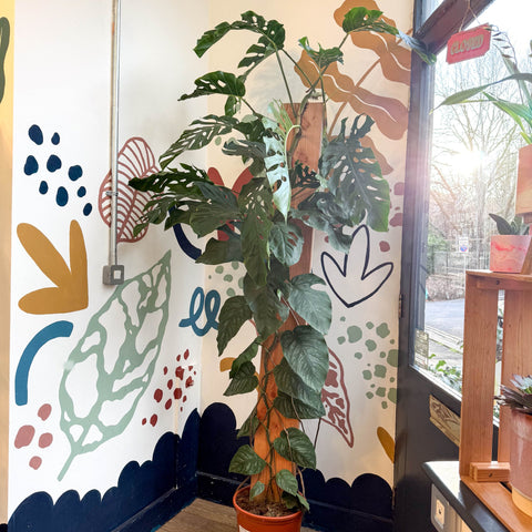Monstera dubia – Shingle Plant - Sprouts of Bristol