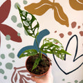 Monstera obliqua 'Peru' - Sprouts of Bristol