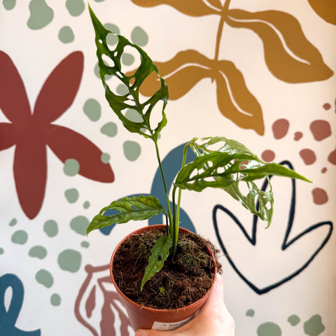 Monstera obliqua 'Peru' - Sprouts of Bristol