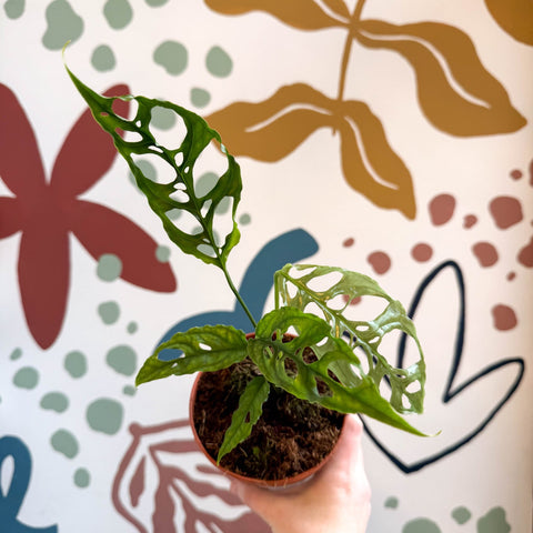 Monstera obliqua 'Peru' - Sprouts of Bristol
