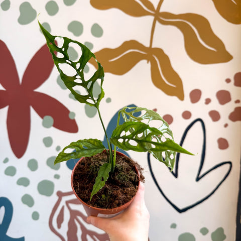 Monstera obliqua 'Peru' - Sprouts of Bristol