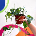 Monstera siltepecana - Sprouts of Bristol