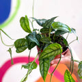 Monstera siltepecana - Sprouts of Bristol
