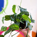 Monstera siltepecana - Sprouts of Bristol