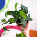 Monstera siltepecana - Sprouts of Bristol