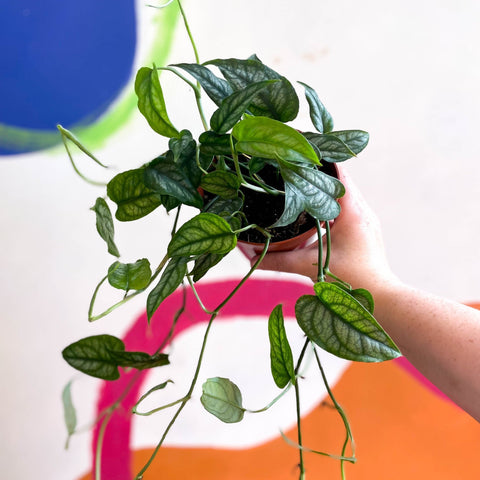 Monstera siltepecana - Sprouts of Bristol