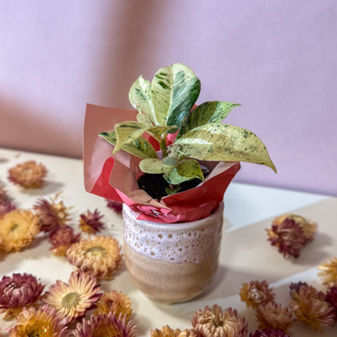 Moonshine Ficus + Morganite Pot - Valentines Bundle - Sprouts of Bristol