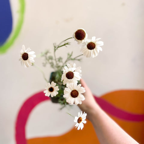 Moroccan Daisy - Rhodanthemum 'Casablanca' - Cotswold Grown Herbaceous Perennial - Sprouts of Bristol
