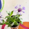 Mountain Bluet / Perennial Coneflower - Centaurea montana - Cotswold Grown Perennial - Sprouts of Bristol