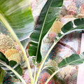 Musa 'Florida Variegata' - Variegated Banana Plant - Sprouts of Bristol