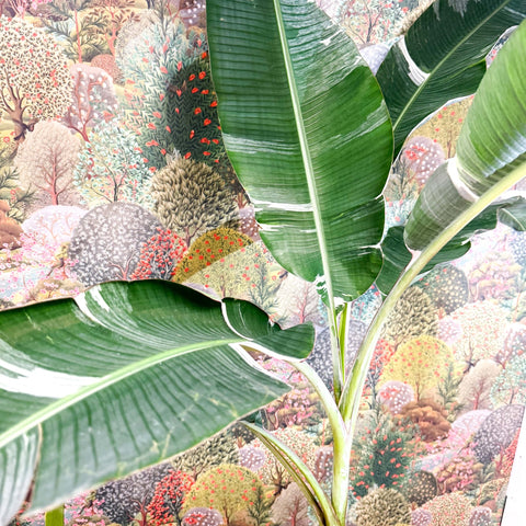 Musa 'Florida Variegata' - Variegated Banana Plant - Sprouts of Bristol