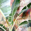 Musa 'Florida Variegata' - Variegated Banana Plant - Sprouts of Bristol