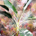 Musa 'Florida Variegata' - Variegated Banana Plant - Sprouts of Bristol