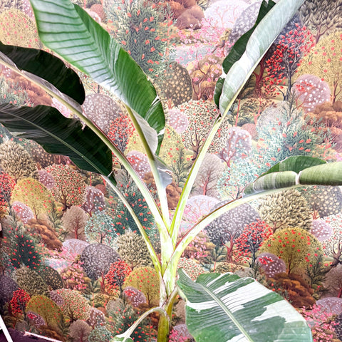 Musa 'Florida Variegata' - Variegated Banana Plant - Sprouts of Bristol