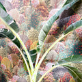 Musa 'Florida Variegata' - Variegated Banana Plant - Sprouts of Bristol
